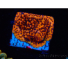 WYSIWYG RAH Montipora Mystic Sunset