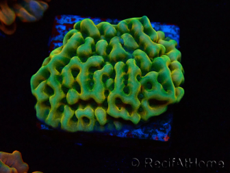 WYSIWYG JF Beach Bum Montipora 11I5