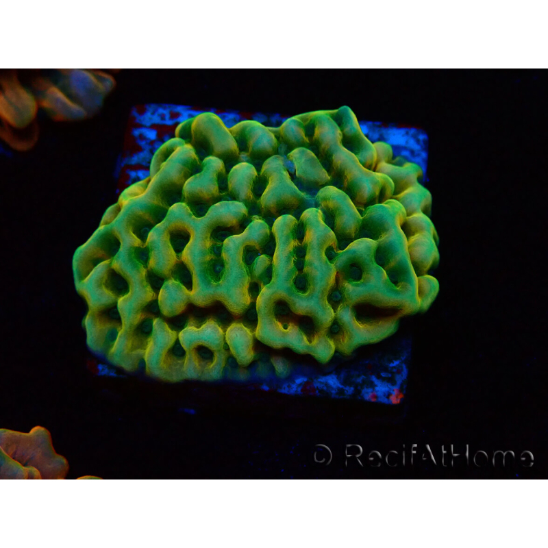 WYSIWYG JF Beach Bum Montipora 11I5