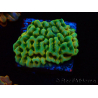 WYSIWYG JF Beach Bum Montipora
