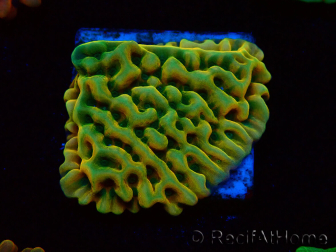 WYSIWYG JF Beach Bum Montipora