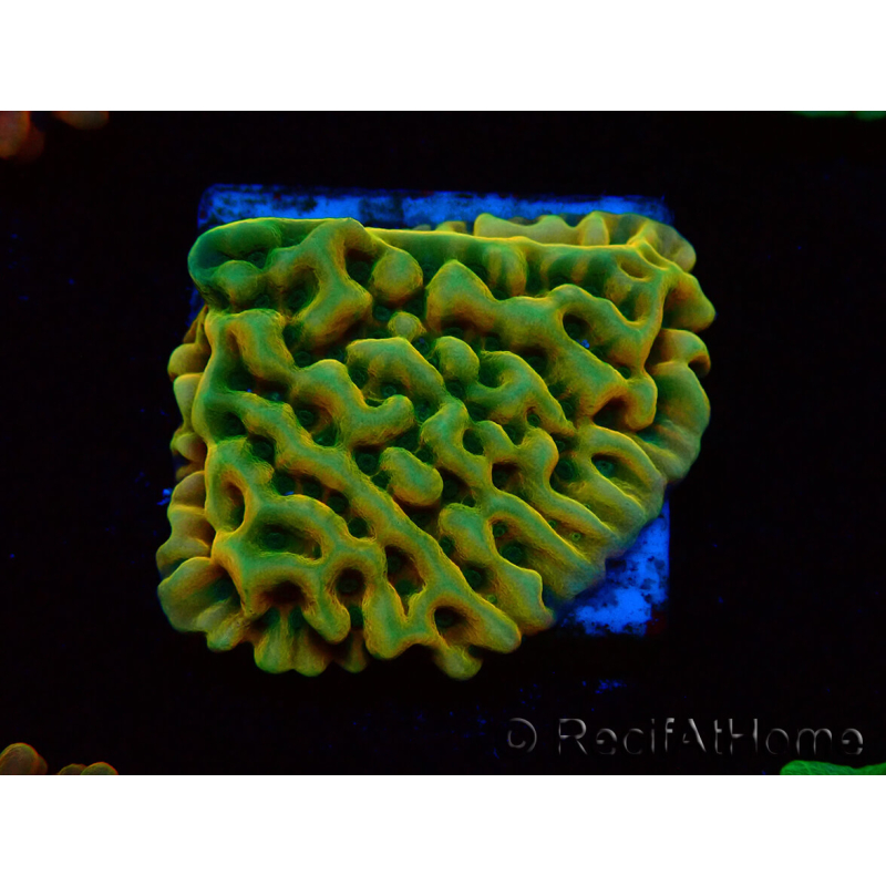 WYSIWYG JF Beach Bum Montipora