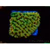 WYSIWYG JF Beach Bum Montipora