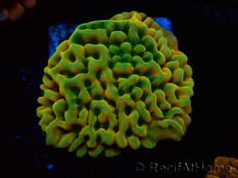 WYSIWYG JF Beach Bum Montipora 11I7