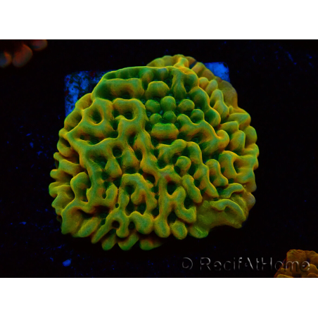 WYSIWYG JF Beach Bum Montipora 11I7