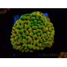 WYSIWYG JF Beach Bum Montipora 11I7
