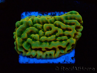 WYSIWYG JF Beach Bum Montipora