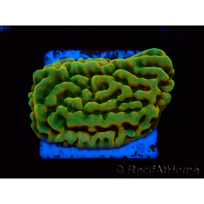 WYSIWYG JF Beach Bum Montipora 11I8