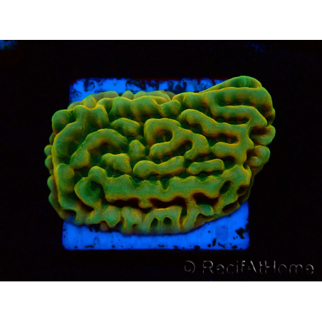 WYSIWYG JF Beach Bum Montipora