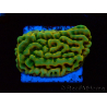WYSIWYG JF Beach Bum Montipora