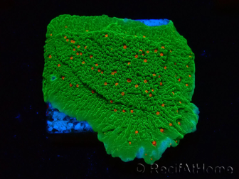 WYSIWYG Montipora Season Greetings
