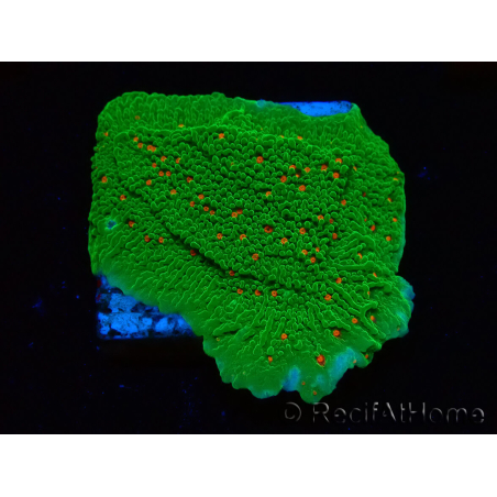 WYSIWYG Montipora Season Greetings