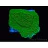 WYSIWYG Montipora Season Greetings 11J1