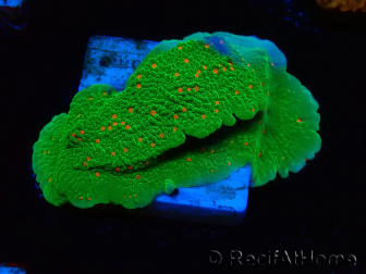 WYSIWYG Montipora Season Greetings