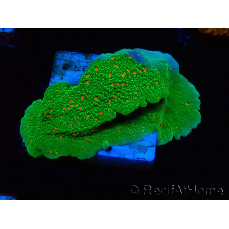 WYSIWYG Montipora Season Greetings