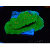 WYSIWYG Montipora Season Greetings