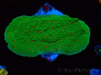 WYSIWYG Montipora Season Greetings