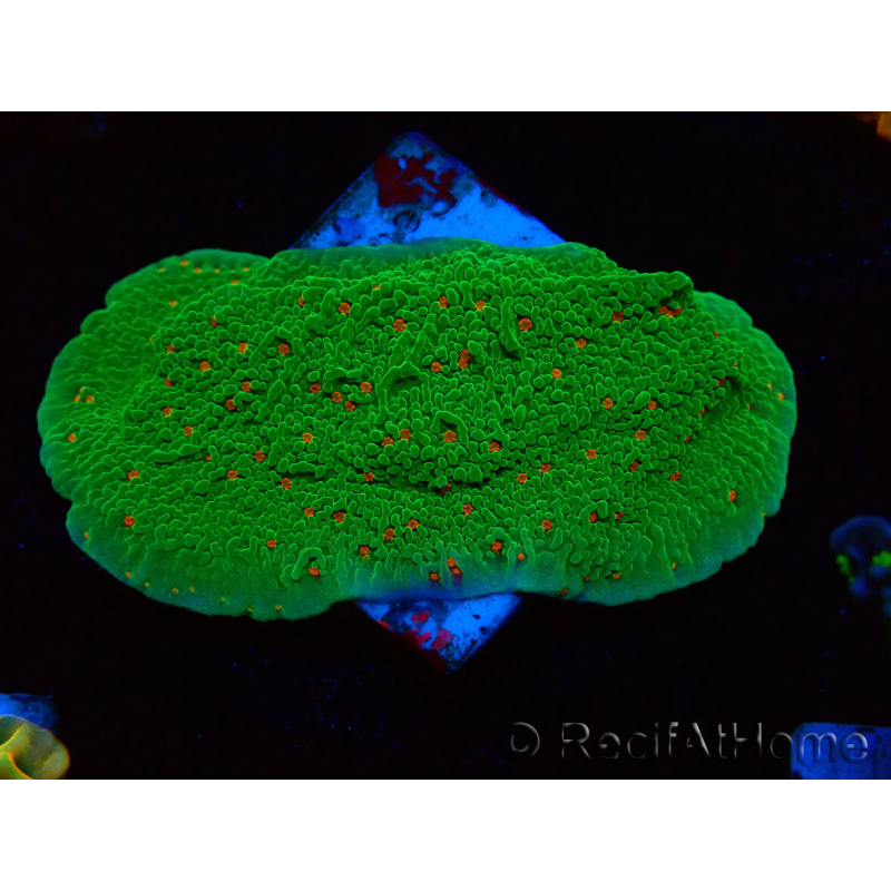 WYSIWYG Montipora Season Greetings