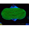 WYSIWYG Montipora Season Greetings