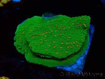 WYSIWYG Montipora Season Greetings