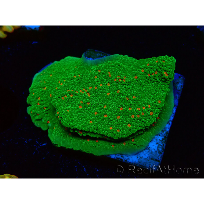 WYSIWYG Montipora Saludos de Temporada