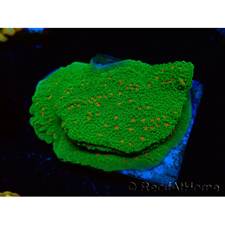 WYSIWYG Montipora Season Greetings