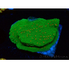 WYSIWYG Montipora Saludos de Temporada