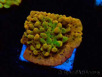 WYSIWYG RAH Montipora Passion Fruit 11J5