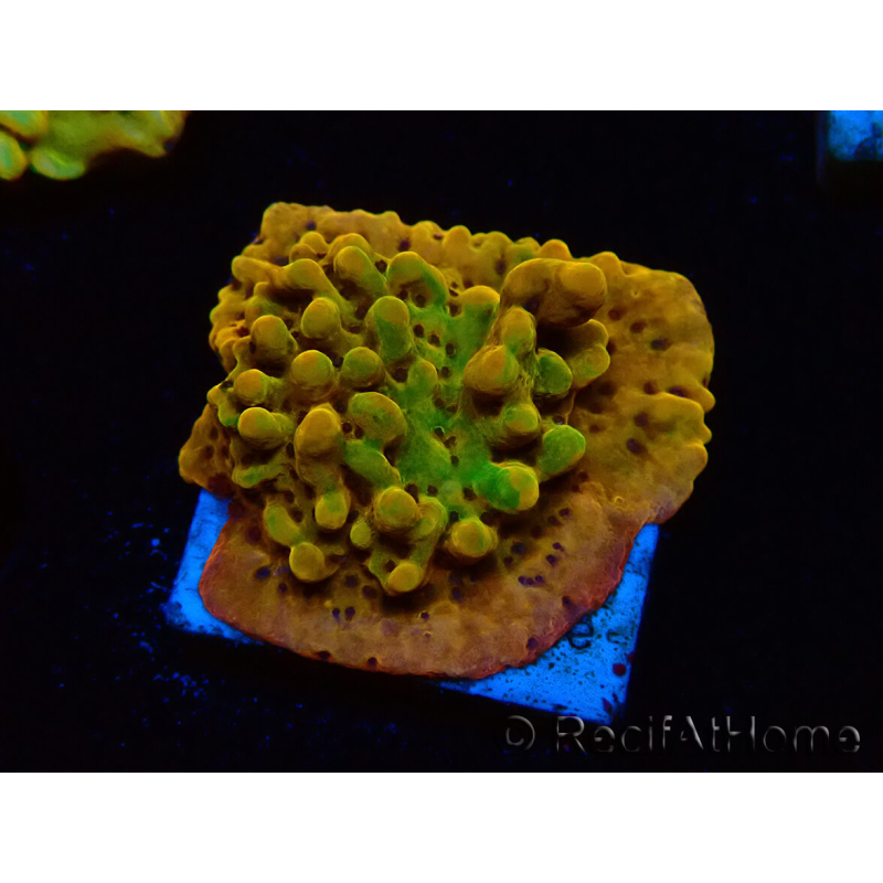WYSIWYG RAH Montipora Passion Fruit 11J5
