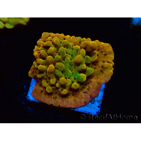 WYSIWYG RAH Montipora Passion Fruit 11J5