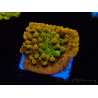 WYSIWYG RAH Montipora Passion Fruit 11J5