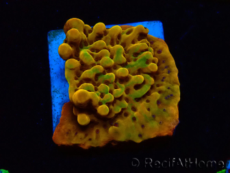 WYSIWYG RAH Montipora Passion Fruit 11J6