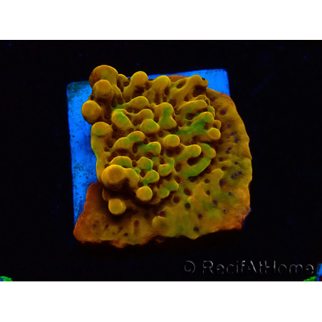 WYSIWYG RAH Montipora Passion Fruit 11J6