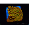 WYSIWYG RAH Montipora Passion Fruit 11J6