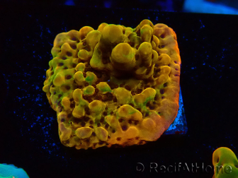 WYSIWYG RAH Montipora Passion Fruit 11J7
