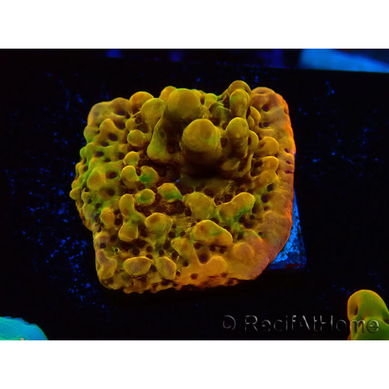 WYSIWYG RAH Montipora Passion Fruit 11J7
