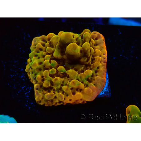 WYSIWYG RAH Montipora Passion Fruit