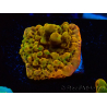WYSIWYG RAH Montipora Passion Fruit 11J7