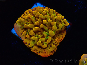 WYSIWYG RAH Montipora Passion Fruit