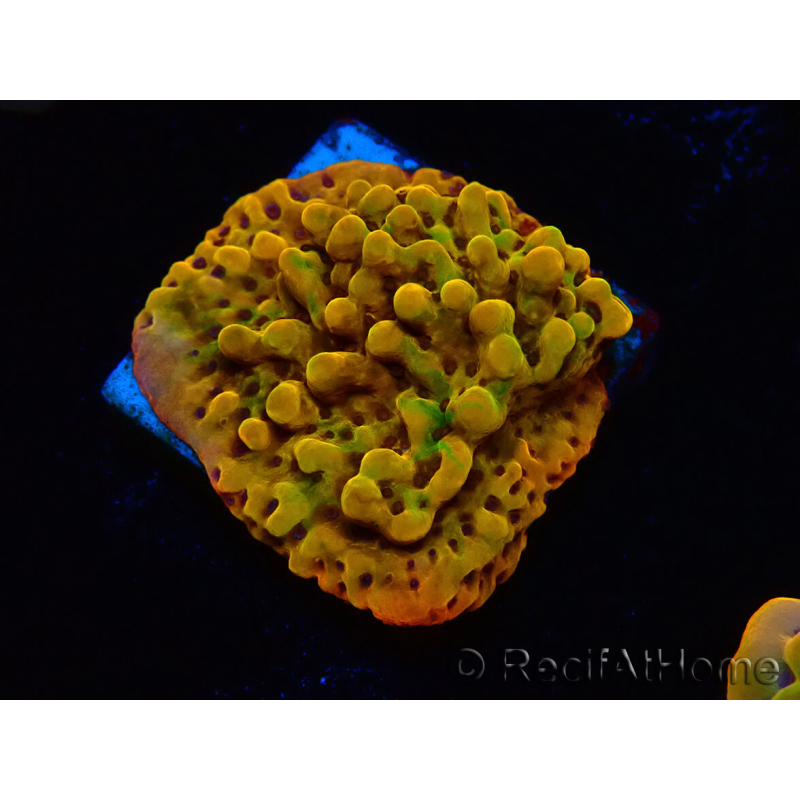 WYSIWYG RAH Montipora Passion Fruit