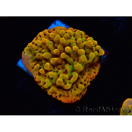 WYSIWYG RAH Montipora Passion Fruit