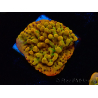 WYSIWYG RAH Montipora Passion Fruit