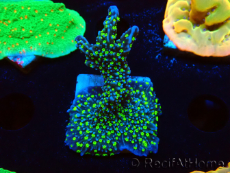 WYSIWYG Montipora hispida Hulk