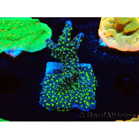 WYSIWYG Montipora hispida Hulk