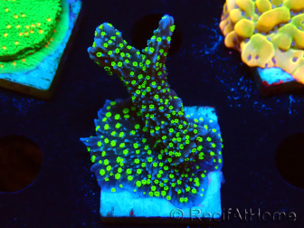 WYSIWYG Montipora hispida Hulk 11K2