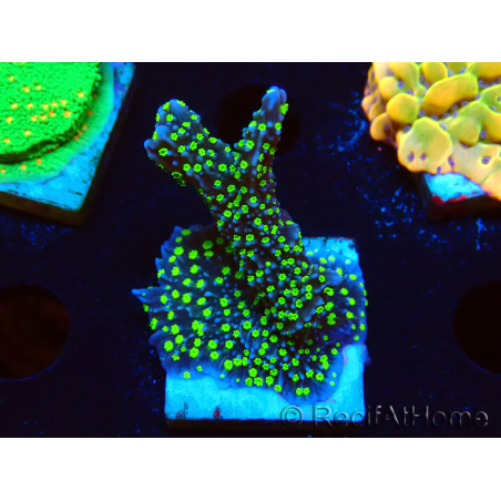 WYSIWYG Montipora hispida Hulk