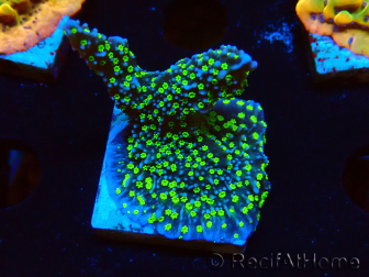 WYSIWYG Montipora hispida Hulk