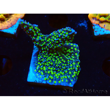 WYSIWYG Montipora hispida Hulk 11K3