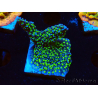 WYSIWYG Montipora hispida Hulk