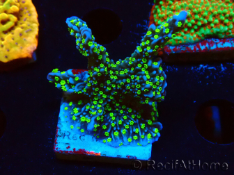 WYSIWYG Montipora hispida Hulk